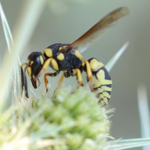 Euodynerus dantici